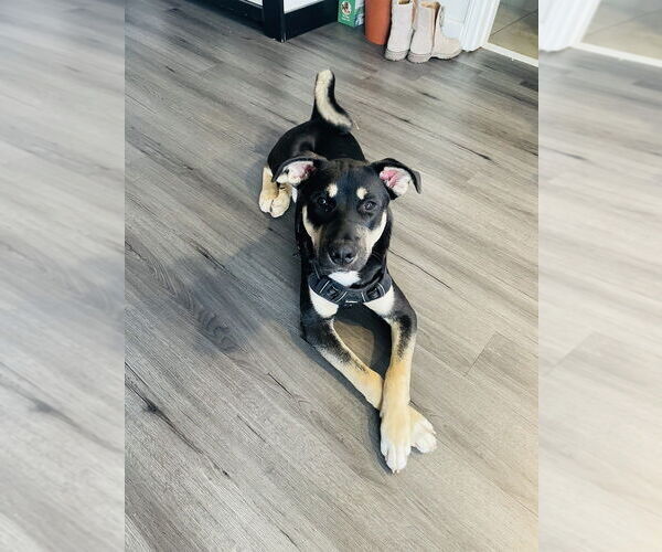 Medium Photo #1 Labsky Puppy For Sale in Dana Point, CA, USA