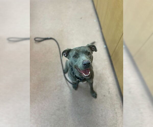 Medium Photo #1 American Pit Bull Terrier-Unknown Mix Puppy For Sale in Ogden, UT, USA