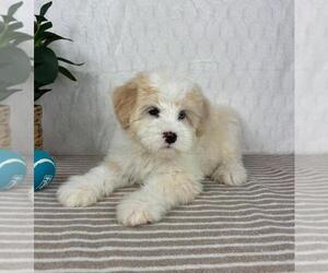 Bernedoodle (Miniature) Puppy for sale in GREENFIELD, IN, USA