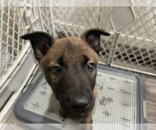 Medium Photo #46 Belgian Malinois Puppy For Sale in REESEVILLE, WI, USA