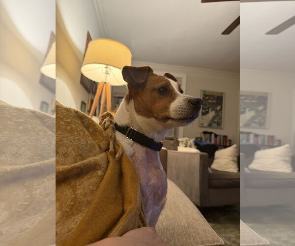 Medium Photo #26 Mutt Puppy For Sale in Philadelphia, PA, USA