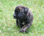 Small Photo #19 Boerboel Puppy For Sale in WASILLA, AK, USA