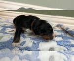 Small Photo #3 Bernese Mountain Dog Puppy For Sale in MC KINNEY, TX, USA