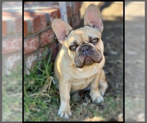 French Bulldog Puppy for sale in OJAI, CA, USA