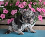 Small #8 French Bulldog