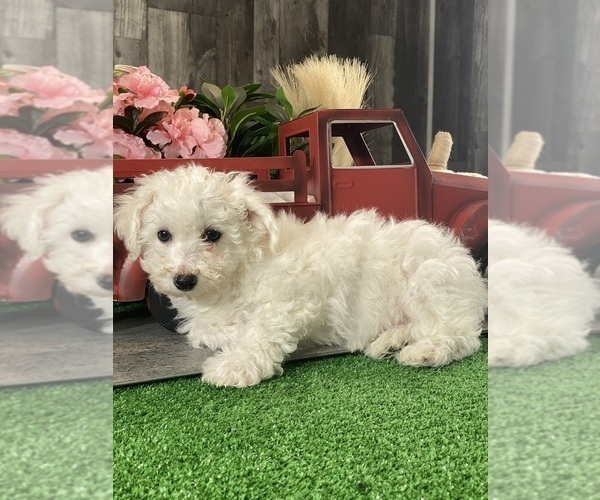 Medium Photo #3 Bichon Frise Puppy For Sale in CANOGA, NY, USA