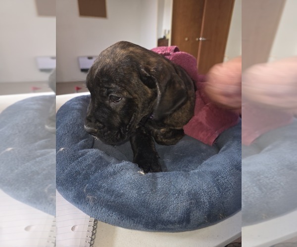 Medium Photo #30 Cane Corso Puppy For Sale in BLANCA, CO, USA