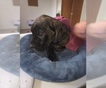 Small #29 Cane Corso