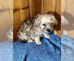 Small Photo #16 Morkie Puppy For Sale in SILVER LAKE, IN, USA
