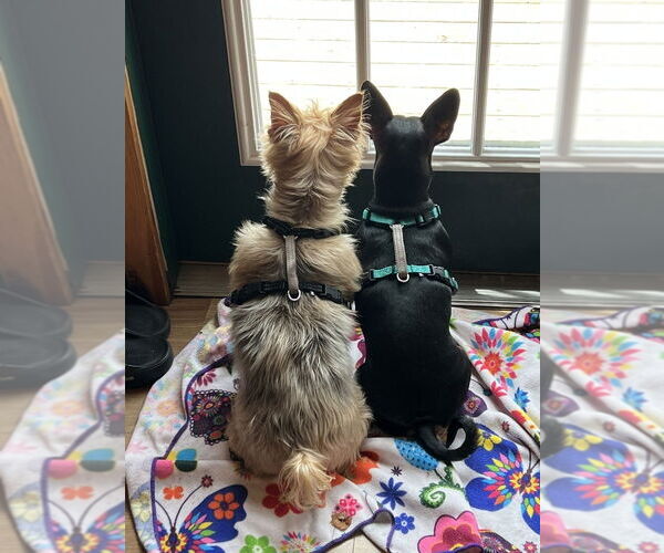 Medium Photo #3 Miniature Pinscher-Unknown Mix Puppy For Sale in Brewster, NY, USA