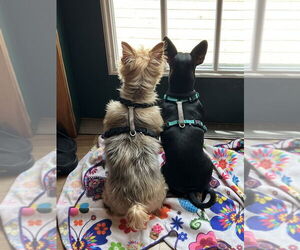 Roxie - Female Miniature Pinscher-Unknown Mix Dog for Adoption - Photo #3