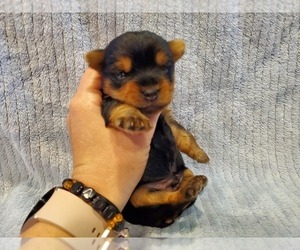 Yorkshire Terrier Puppy for sale in CHEHALIS, WA, USA