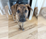 Small #3 Boxer Mix