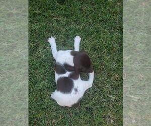 Pointer Puppy for sale in MANTECA, CA, USA