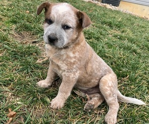 Australian Cattle Dog Puppy for sale in CUB RUN, KY, USA