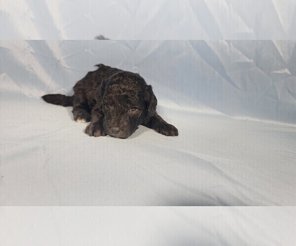 Medium Photo #18 Bernedoodle (Miniature) Puppy For Sale in PEYTON, CO, USA