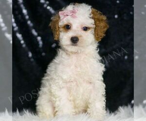 Poodle (Toy) Puppy for sale in WARSAW, IN, USA