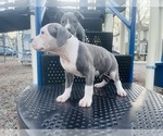 Puppy Puppy 1 American Pit Bull Terrier