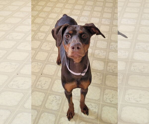Medium Photo #14 Doberman Pinscher Puppy For Sale in Minneaoplis, MN, USA