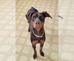 Small #13 Doberman Pinscher