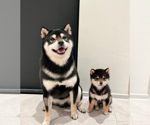 Shiba Inu Puppy for sale in CHINO HILLS, CA, USA