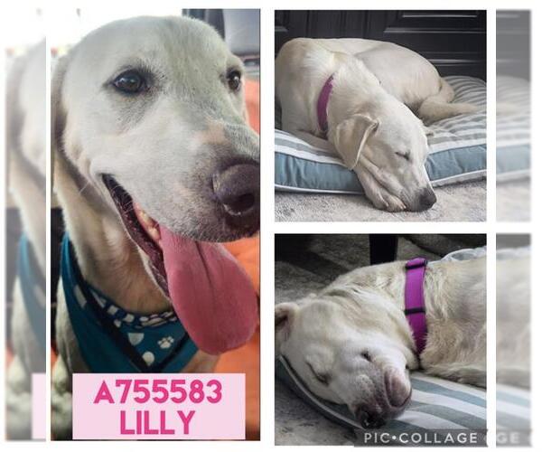 Medium Photo #2 Labrador Retriever Puppy For Sale in San Antonio, TX, USA