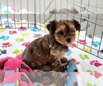 Small #1 Yorkshire Terrier