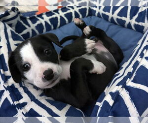Mutt Dogs for adoption in LAKE ST LOUIS, MO, USA