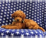 Small Photo #5 Goldendoodle Puppy For Sale in COCHRANVILLE, PA, USA