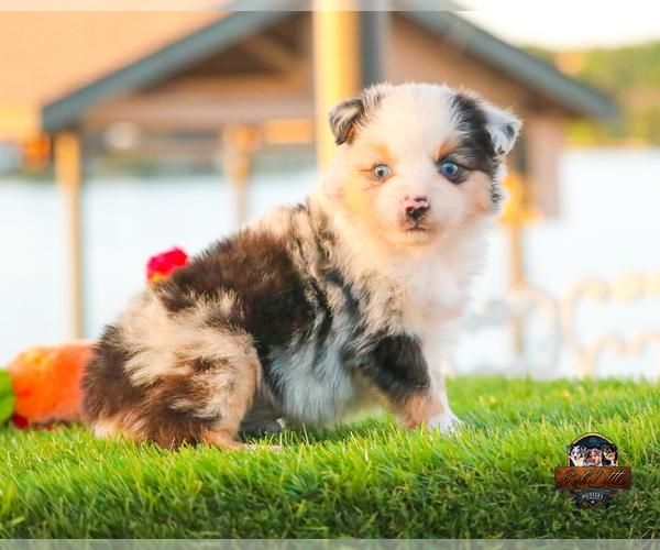 Medium Photo #17 Miniature Australian Shepherd Puppy For Sale in GRANBURY, TX, USA