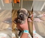 Small Photo #5 Cane Corso Puppy For Sale in HEREFORD, AZ, USA