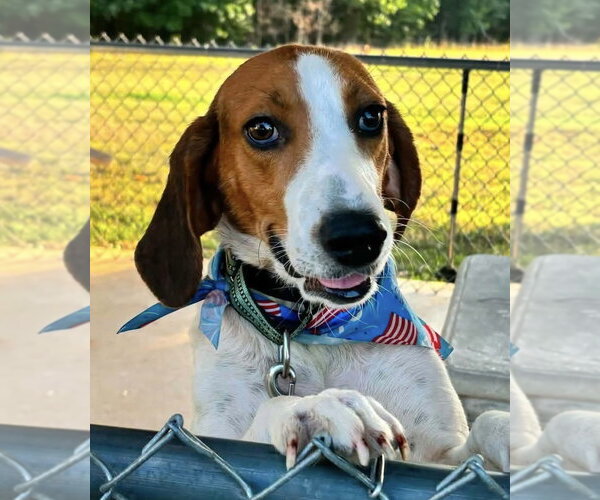 Medium Photo #6 American Foxhound Puppy For Sale in Rustburg, VA, USA