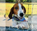 Small #5 American Foxhound