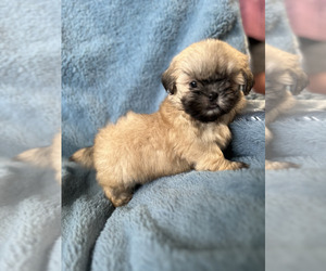 Shih Tzu Puppy for sale in RAINSVILLE, AL, USA