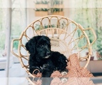 Small Photo #1 Bernedoodle Puppy For Sale in TRAVELERS REST, SC, USA