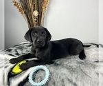 Small #6 Labrador Retriever