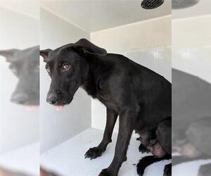Labrador Retriever Dogs for adoption in Houston, TX, USA
