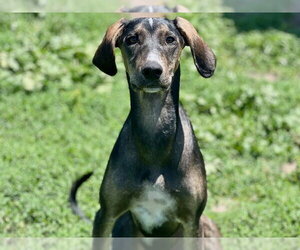 Saluki-Vizsla Mix Dogs for adoption in Santa Cruz, CA, USA