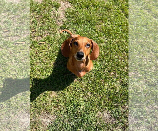 Medium Photo #16 Dachshund Puppy For Sale in Fruitland, SC, USA