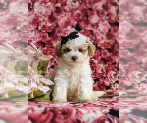 Goldendoodle (Miniature) Puppy for sale in KIRKWOOD, PA, USA