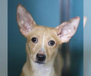 Chihuahua-Unknown Mix Dogs for adoption in San Antonio, TX, USA