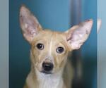 Small Chihuahua Mix