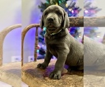 Puppy Silver male Labrador Retriever