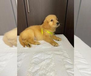 View Ad Golden Retriever Puppy For Sale Near California San Diego Usa Adn 224774
