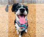 Small #4 Australian Shepherd Mix