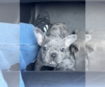 Puppy Cookie Crunch French Bulldog