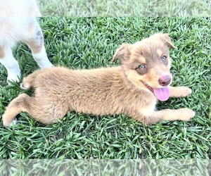 Australian Shepherd Puppy for sale in IOWA, LA, USA