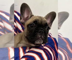 French Bulldog Puppy for sale in EAST AMHERST, NY, USA