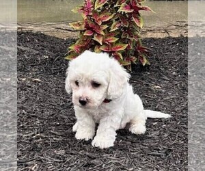 Bichon Frise Puppy for sale in GREENVILLE, PA, USA
