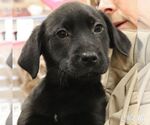 Small Labrador Retriever Mix